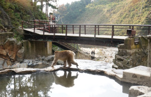 Парк обезьян Джигокудани — место № 10 | tourweek