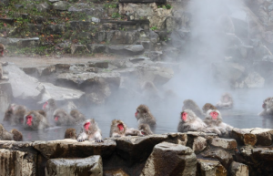 Парк обезьян Джигокудани — место № 10 | tourweek