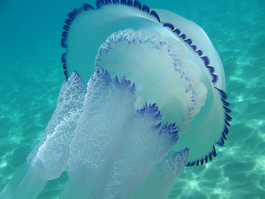 Сезон медуз в Тунисе